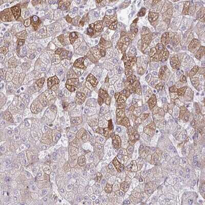 Immunohistochemistry-Paraffin: ARH Antibody [NBP2-48959]
