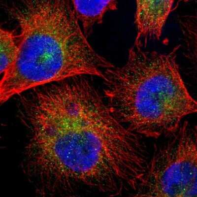 Immunocytochemistry/ Immunofluorescence: ARHGAP1 Antibody [NBP1-85724]