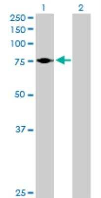 Western Blot: ARHGAP24 Antibody [H00083478-B01P]
