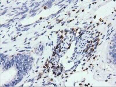 Immunohistochemistry: ARHGAP25 Antibody (OTI2D5) - Azide and BSA Free [NBP2-71508]