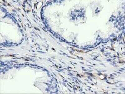 Immunohistochemistry: ARHGAP25 Antibody (OTI2D5) - Azide and BSA Free [NBP2-71508]