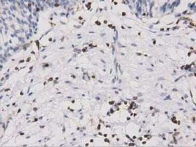 Immunohistochemistry-Paraffin: ARHGAP25 Antibody (OTI2D5) [NBP2-03024]