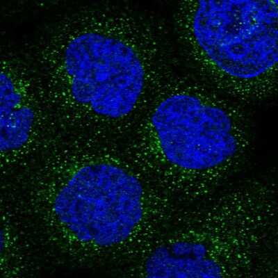 Immunocytochemistry/ Immunofluorescence: ARHGAP30 Antibody [NBP1-84653]