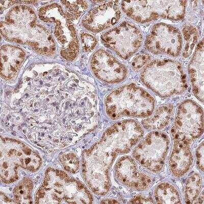 Immunohistochemistry-Paraffin: ARHGAP40 Antibody [NBP1-94111]