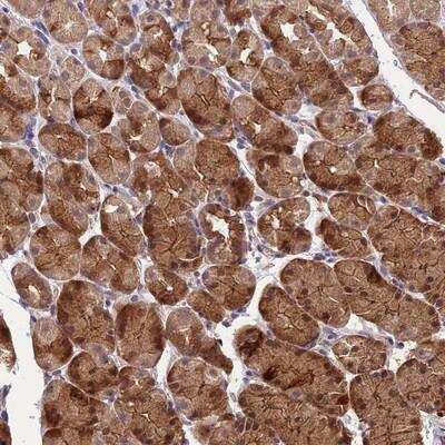 Immunohistochemistry-Paraffin: ARHGAP40 Antibody [NBP1-94112]