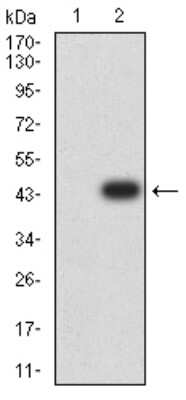 Western Blot: ARHGAP42 Antibody (2F1A7)BSA Free [NBP2-61675]