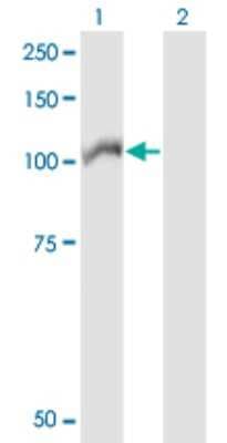 Western Blot: ARHGEF1 Antibody (2D2) [H00009138-M02]