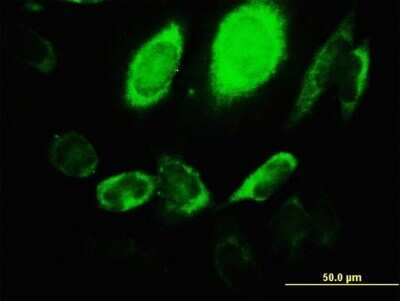 Immunocytochemistry/ Immunofluorescence: ARHGEF1 Antibody (4C4) [H00009138-M03]