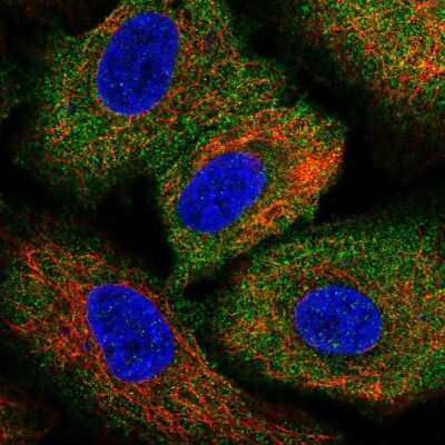 Immunocytochemistry/ Immunofluorescence: ARHGEF1 Antibody [NBP2-56320]