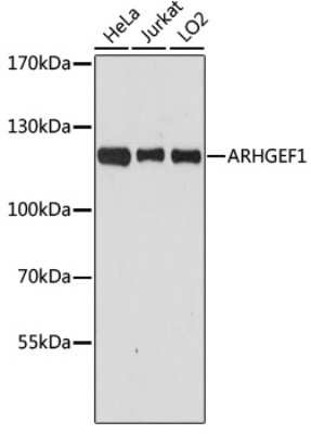 Western Blot: ARHGEF1 AntibodyAzide and BSA Free [NBP2-92963]