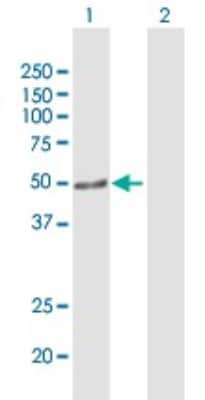 Western Blot: ARHGEF10 Antibody [H00009639-B01P]
