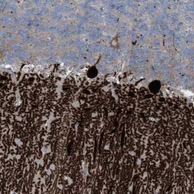 Immunohistochemistry-Paraffin: ARHGEF33 Antibody [NBP1-91008]