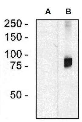 Western Blot: ARHGEF4 Antibody (ARHGEF-08) [NBP2-62217]