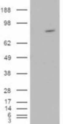 Western Blot: ARHGEF4 Antibody [NB100-1316]