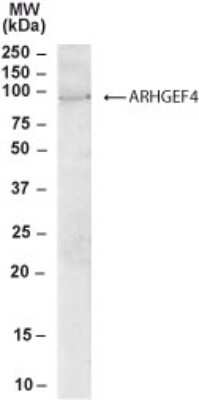Western Blot: ARHGEF4 Antibody [NB100-1316]