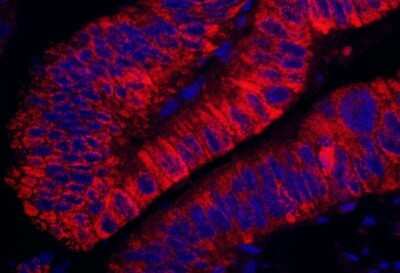 Immunohistochemistry-Paraffin: ARHGEF5 Antibody [NBP1-23000]