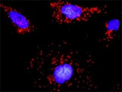Proximity Ligation Assay: ARHGEF6 Antibody (2E5) [H00009459-M02]