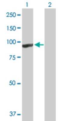 Western Blot: ARHGEF6 Antibody [H00009459-D01P]