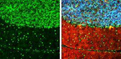 Immunohistochemistry-Frozen: ARID5A Antibody (1683) [NBP2-43676]