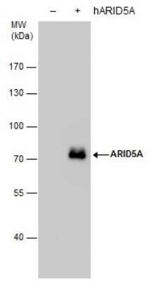 Western Blot: ARID5A Antibody (1683) [NBP2-43676]