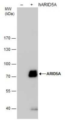 Western Blot: ARID5A Antibody (921) [NBP2-43770]
