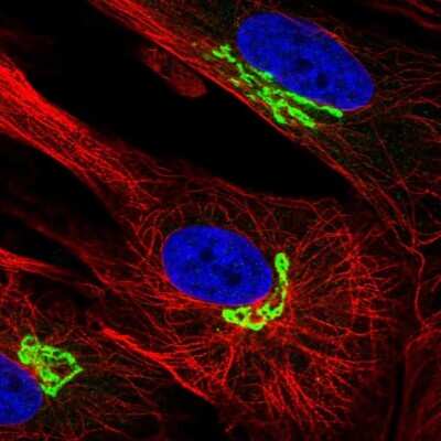 Immunocytochemistry/ Immunofluorescence: ARL1 Antibody [NBP2-57579]