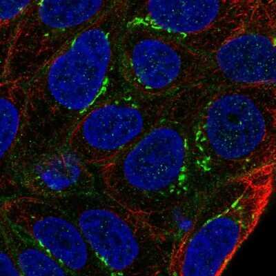 Immunocytochemistry/ Immunofluorescence: ARL15 Antibody [NBP2-56877]
