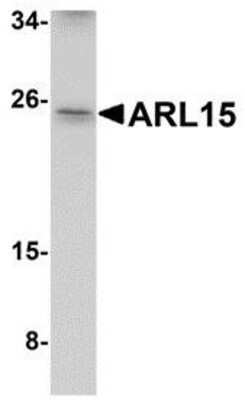 Western Blot: ARL15 AntibodyBSA Free [NBP1-77052]