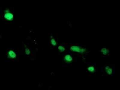 Immunocytochemistry/ Immunofluorescence: ARL2BP Antibody (OTI1A10) - Azide and BSA Free [NBP2-71743]