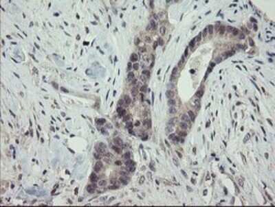 Immunohistochemistry: ARL2BP Antibody (OTI1A10) - Azide and BSA Free [NBP2-71743]