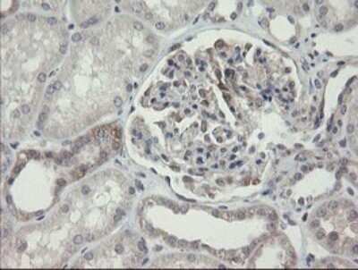 Immunohistochemistry: ARL2BP Antibody (OTI1A10) - Azide and BSA Free [NBP2-71743]