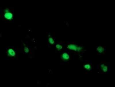 Immunofluorescence: ARL2BP Antibody (OTI1A10) [NBP2-46541]