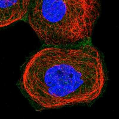 Immunocytochemistry/ Immunofluorescence: ARL4C Antibody [NBP1-88988]