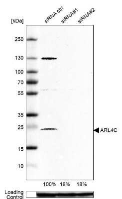 Western Blot: ARL4C Antibody [NBP1-88988]