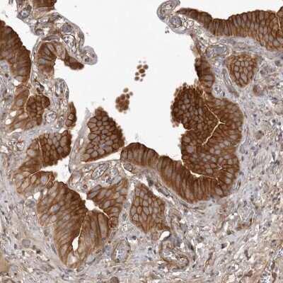 Immunohistochemistry-Paraffin: ARL5A Antibody [NBP1-88987]