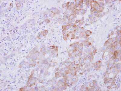 Immunohistochemistry-Paraffin: ARL5A Antibody [NBP2-15465]