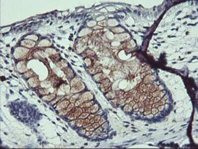 Immunohistochemistry-Paraffin: ARL5B Antibody (OTI2D7) [NBP2-01669]
