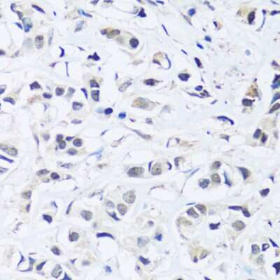Immunohistochemistry-Paraffin: ARL6IP4 Antibody - Azide and BSA Free [NBP3-04956]