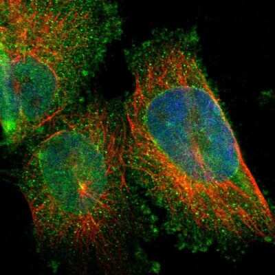 Immunocytochemistry/ Immunofluorescence: ARL6IP6 Antibody [NBP1-81109]