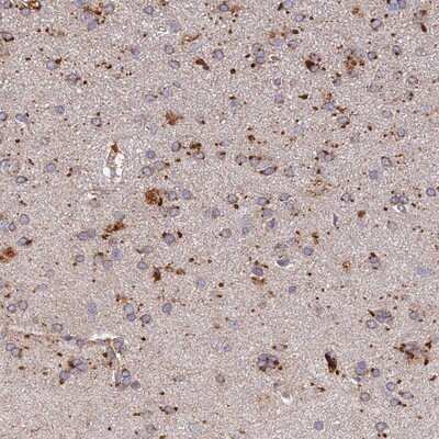 Immunohistochemistry-Paraffin: ARL8A Antibody [NBP2-14316]