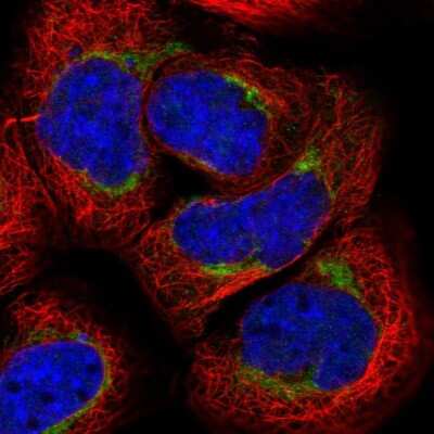 Immunocytochemistry/ Immunofluorescence: ARMC1 Antibody [NBP1-88847]