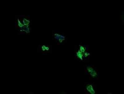 Immunocytochemistry/ Immunofluorescence: ARMC1 Antibody (OTI1D10) - Azide and BSA Free [NBP2-71989]