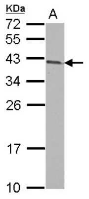 Western Blot: ARMC1 Antibody [NBP2-15467]