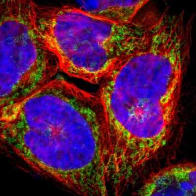 Immunocytochemistry/ Immunofluorescence: ARMC10 Antibody [NBP1-81128]