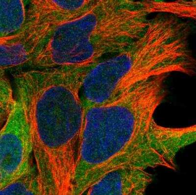 Immunocytochemistry/ Immunofluorescence: ARMC6 Antibody [NBP1-81179]