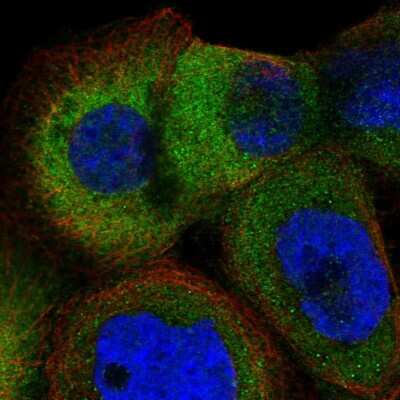 Immunocytochemistry/ Immunofluorescence: ARMC6 Antibody [NBP2-14317]