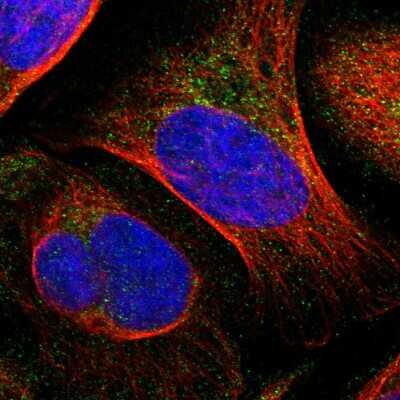 Immunocytochemistry/ Immunofluorescence: ARMC7 Antibody [NBP1-82129]