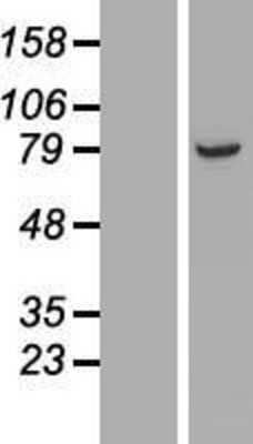 Western Blot: ARMC9 Overexpression Lysate [NBL1-07712]