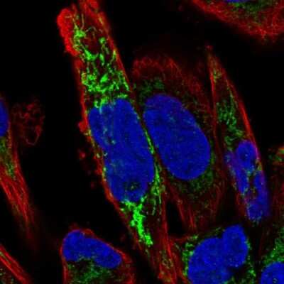 Immunocytochemistry/ Immunofluorescence: ARMCX2 Antibody [NBP1-89144]
