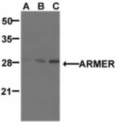 Western Blot: ARMER AntibodyBSA Free [NBP1-77198]